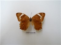 藏品(曲紋黛眼蝶)的圖片